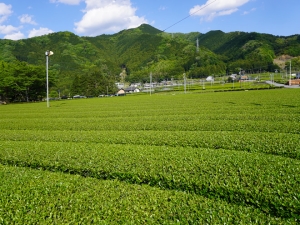 伊勢茶とは？まろやかな味わいと豊な歴史を紹介します