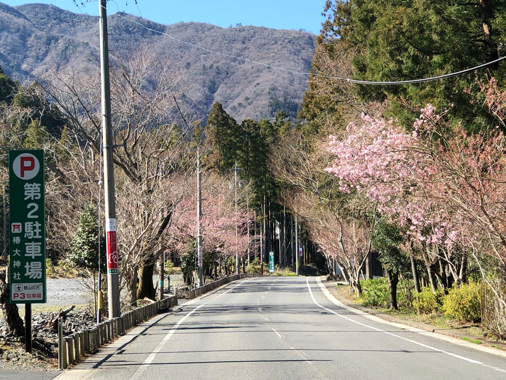椿大神社手前の駐車場前の桜並木