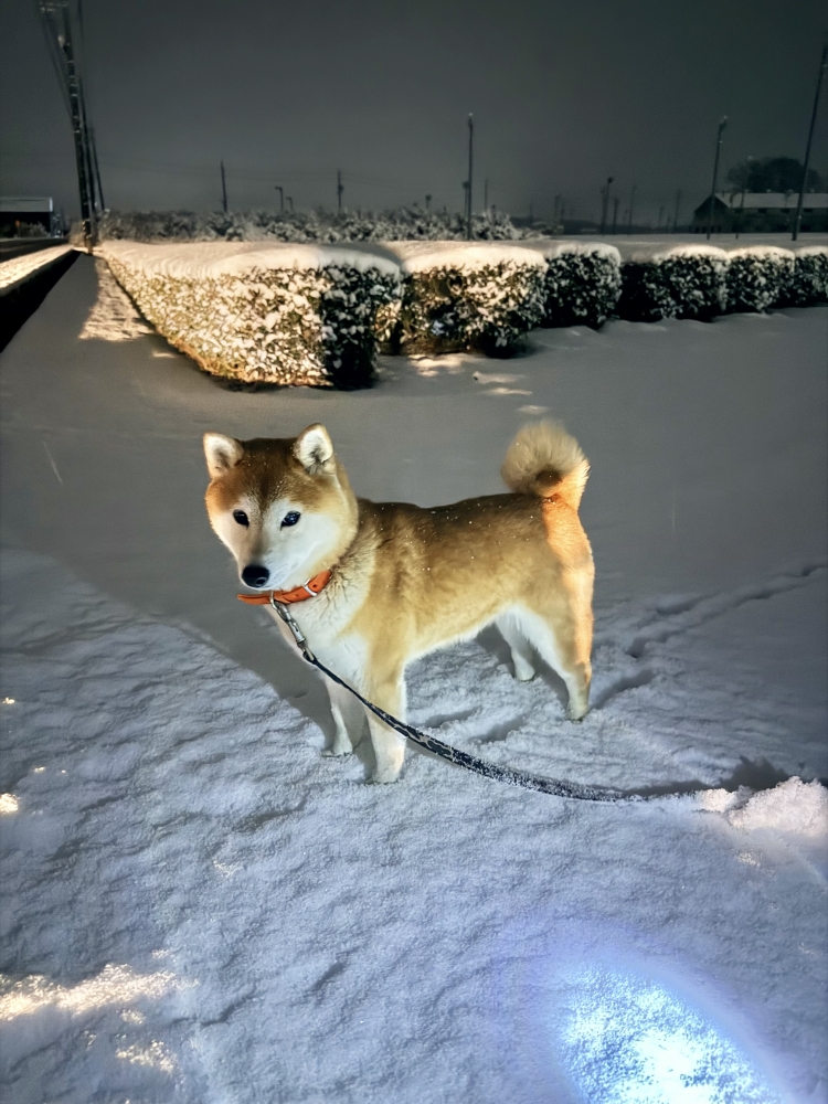 明日朝空いてきました！