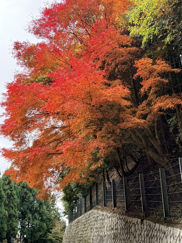 水曜日　営業中です