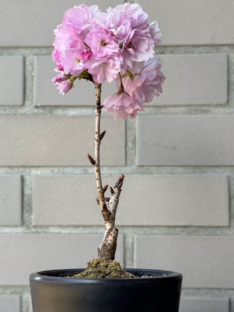 カットスタイルで仕上がります！