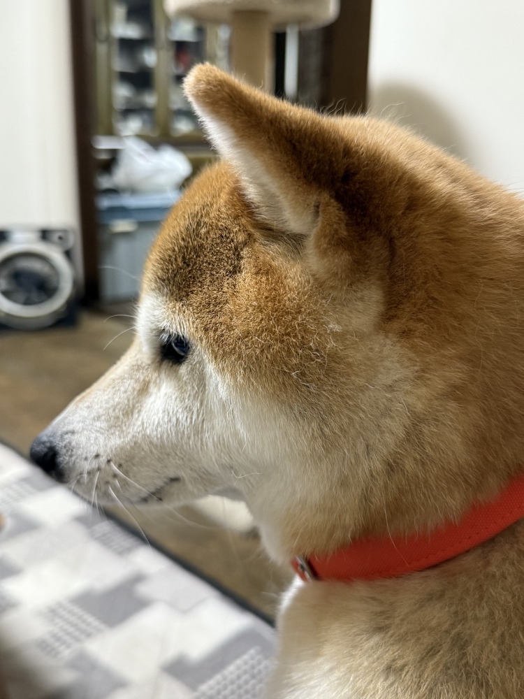 バタバタ