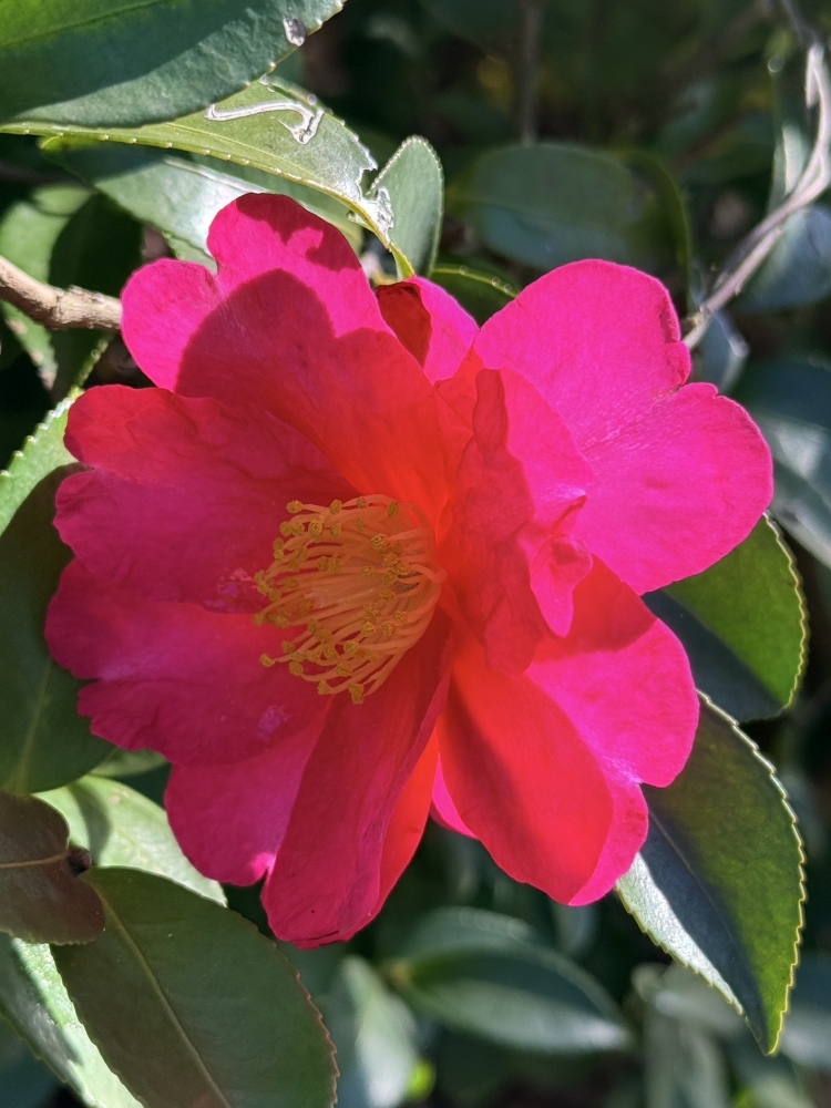 新年クーポン・・プレゼント中！　１月は後半予約15時迄