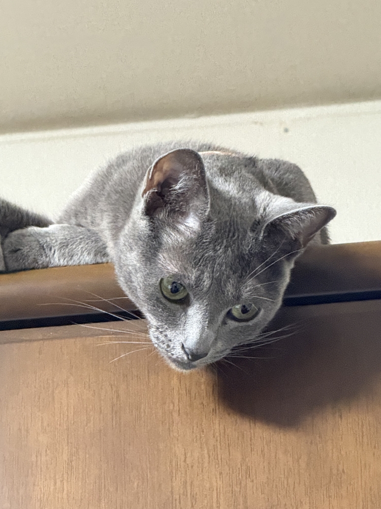 年末31日迄　新年は２日より！！