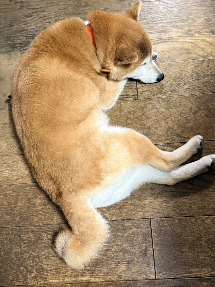 新年　爽やかクーポン！プレゼント中です