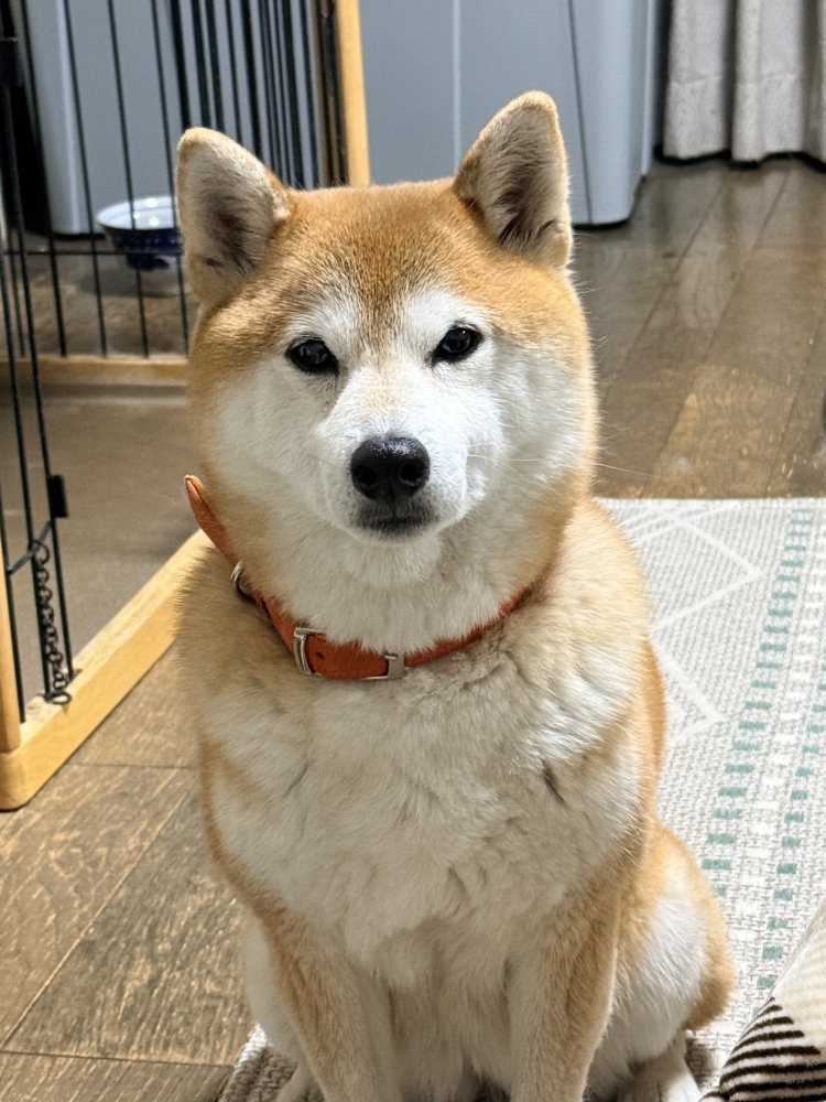 おはようございます　日曜日