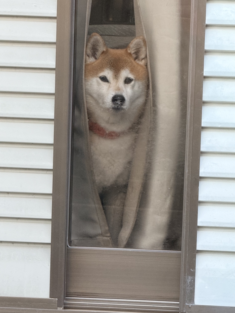 成人式　本日お休みです〜