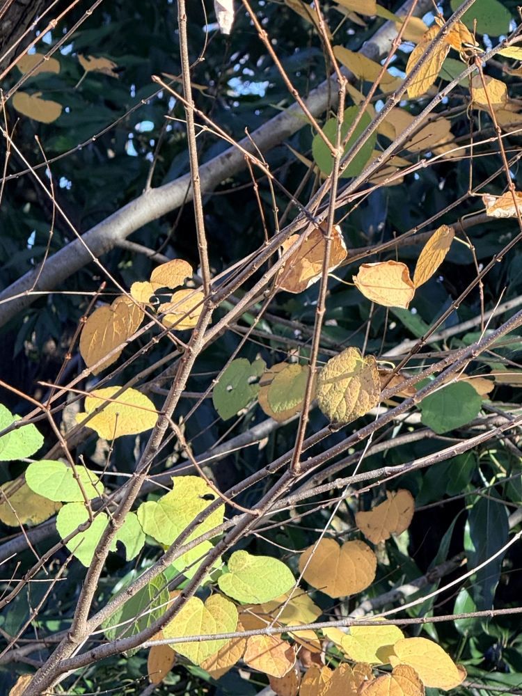 おはようございます　午前中営業です　お洒落カット