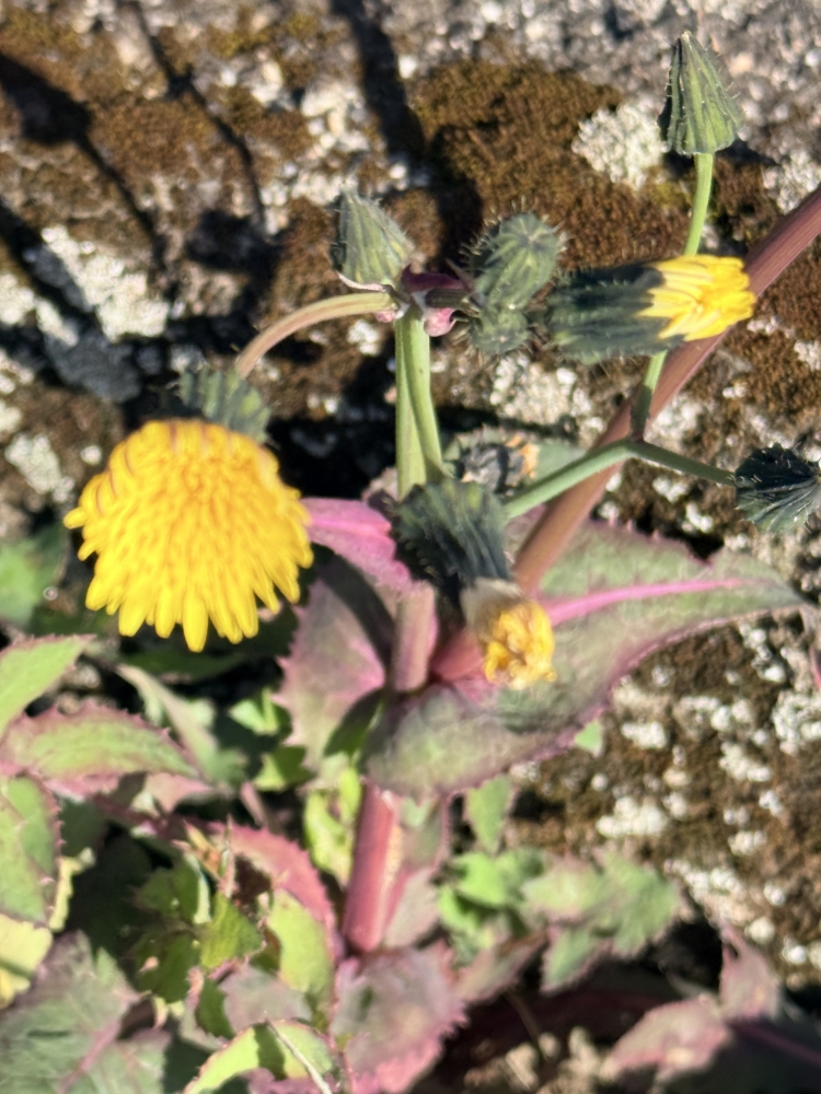 午前中営業です