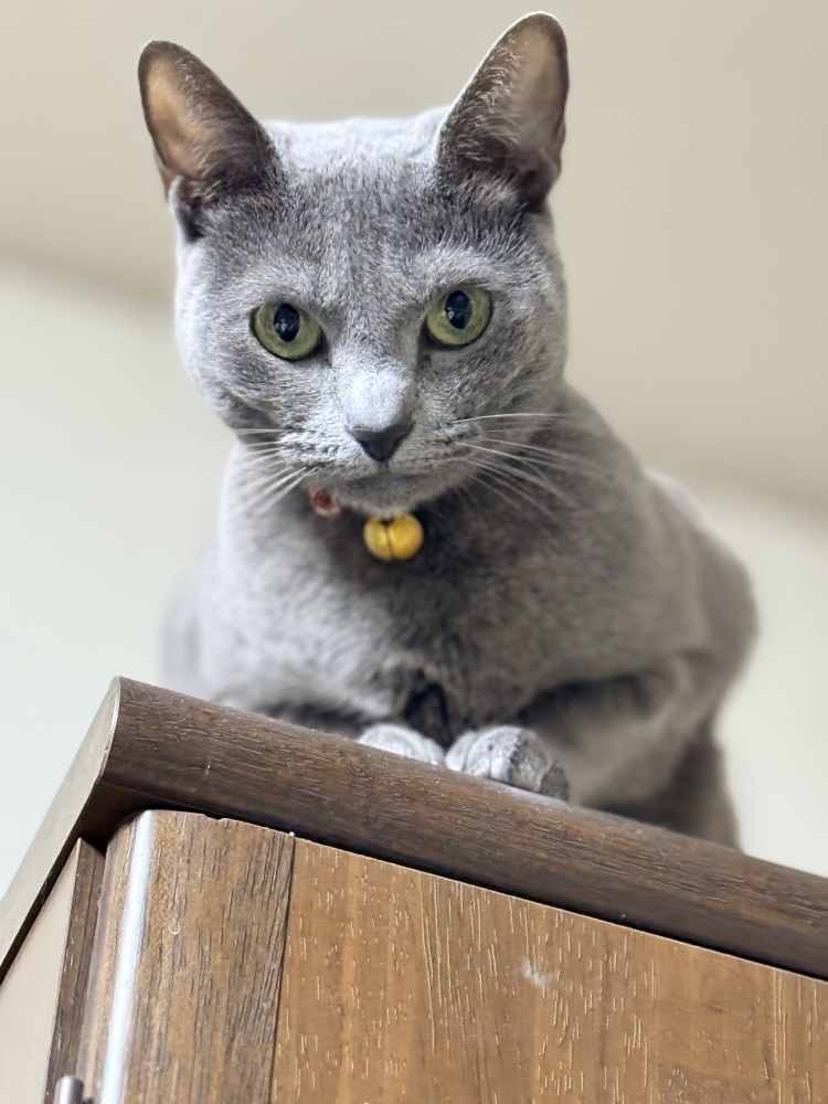 お手入れ要らずのファッショナブルヘアーを創ります