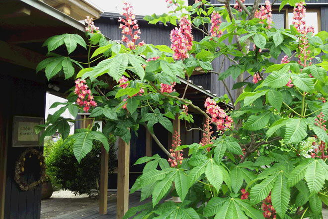 夏季休業のお知らせです。